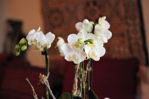 Magasin Fleuriste Bussigny